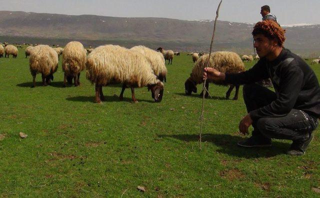 Zorlu Bir Kış Geçiren Bitlis'te 7 Aydır Ahırda Bekleyen Hayvanlar Meraya Çıktı