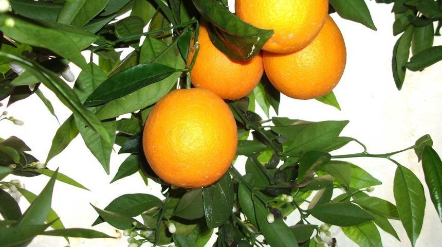 Vaşington Portakal Dalında 1,5 Lira