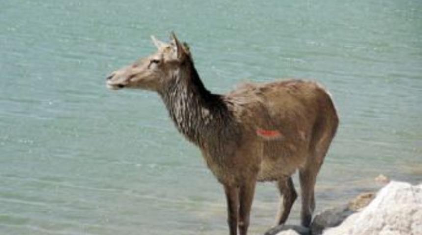 Yabani K&ouml;peklerin Yaraladığı Kızılgeyik Tedavi Edildi