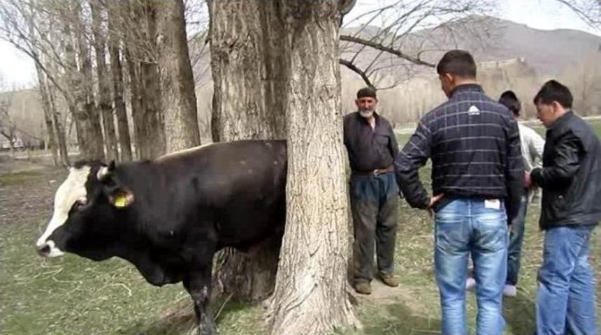 İki Ağa&ccedil; Arasında Sıkışan İnek Vatandaşlar Tarafından Kurtarıldı