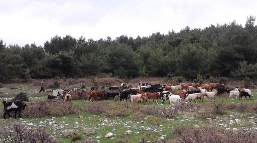 &Ccedil;alındığı Sanılan Ke&ccedil;iler, Arazide Otlarken Bulundu