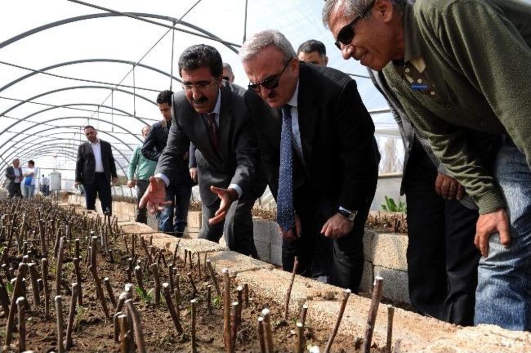 Vali Karaloğlu, Ceviz Fidanı Aşısı Yaptı