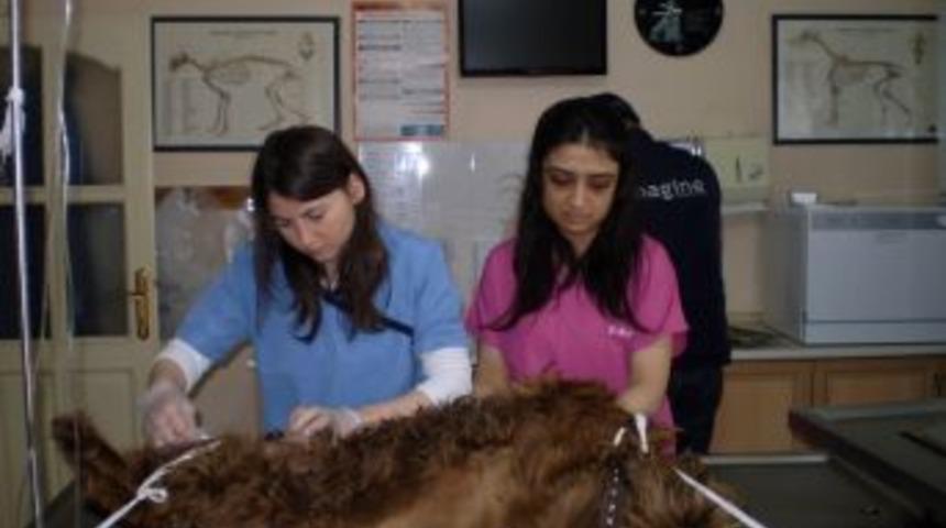 G&ouml;ğs&uuml;nden Bir Kilo T&uuml;m&ouml;r &Ccedil;ıkarılan K&ouml;pek Kemoterapi G&ouml;recek