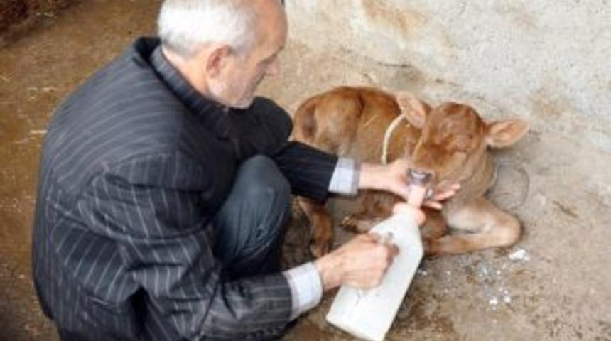 Kocaeli'nde G&ouml;zleri Olmayan Buzağı D&uuml;nyaya Geldi
