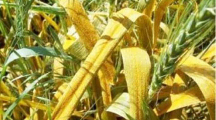 Pas&rsquo;a dikkat edin