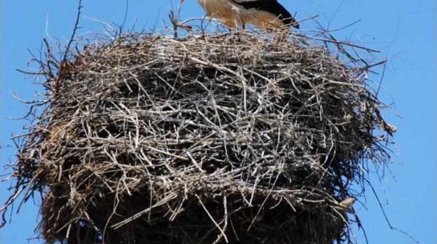 Mahalleli, Leylek Yavrularının Kulu&ccedil;kadan &Ccedil;ıkmasını D&ouml;rt G&ouml;zle Bekliyor