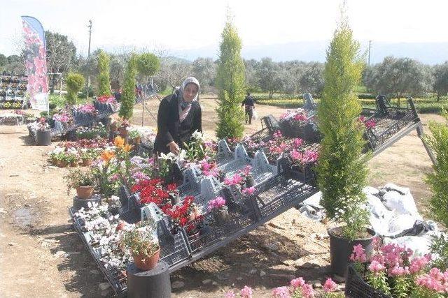 Bayındır, Çiçek Festivali'ne Hazırlanıyor