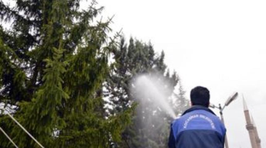 Kocasinan Belediyesi Ağa&ccedil;ları Ila&ccedil;ladı