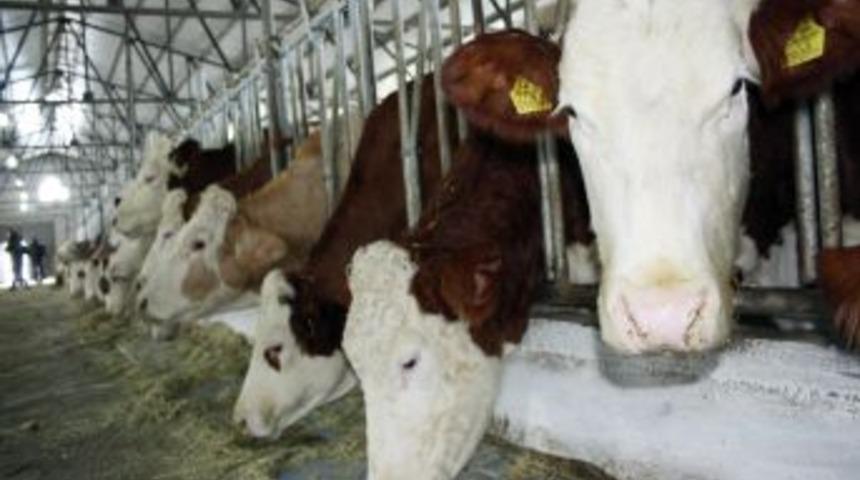 Ana&ccedil; Sığır Ve Buzağı Destekleri Başladı