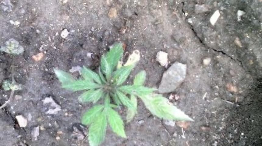 Sel&ccedil;uk'ta Jandarmadan Uyuşturucu Operasyonu