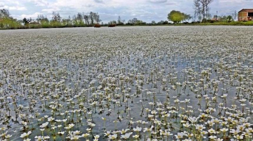 Kızılırmak Deltası&rsquo;nda Papatyalar Hayal Oldu