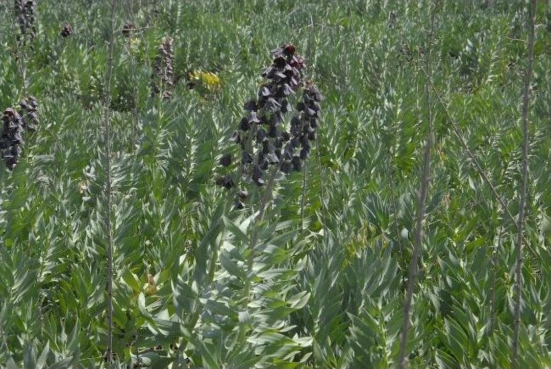 Ters Lale &Uuml;reticileri Bakanlıktan Yardım Bekliyor