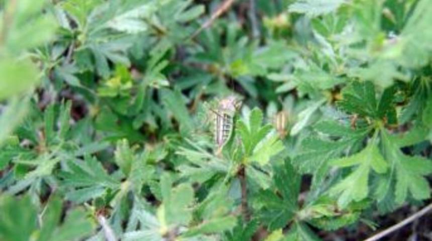 Akyurt'da &Ccedil;ekirge Ile M&uuml;cadele Toplantısı