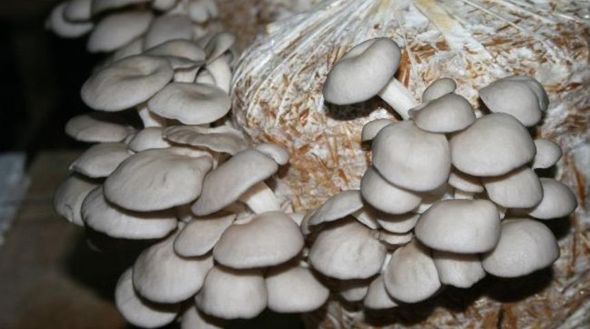 &Uuml;reticinin Yeni G&ouml;zdesi Kayın Mantarı