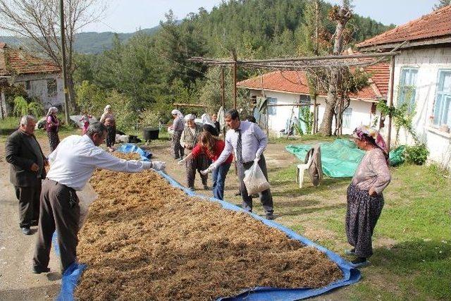 Üreticinin Yeni Gözdesi Kayın Mantarı