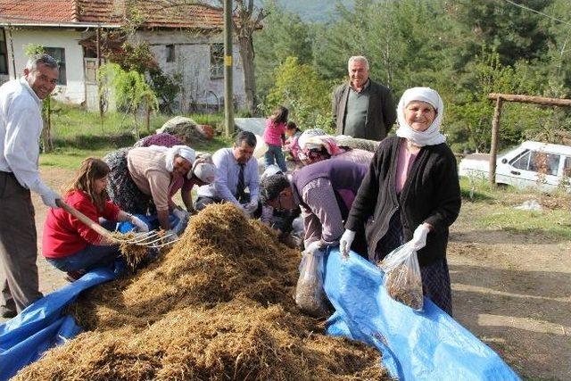 Üreticinin Yeni Gözdesi Kayın Mantarı