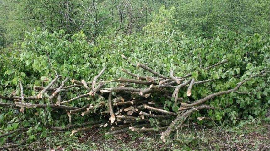 &lsquo;fındık Bah&ccedil;esi&rsquo; Katliamı