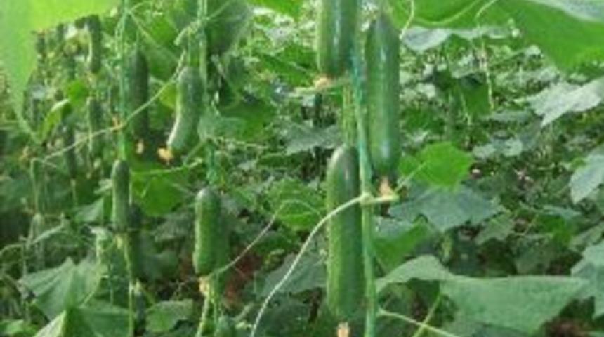 Tohumculuk Sekt&ouml;r&uuml;nde Yurtdışına Teknoloji İhracatı