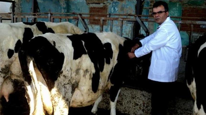 Şap Hastalığı İle M&uuml;cadele Devam Ediyor