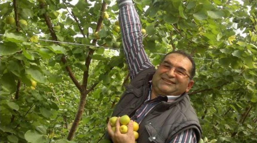 Erkenci Sera Kayısısının Hasadı Başladı Kilogramı 100 Lira