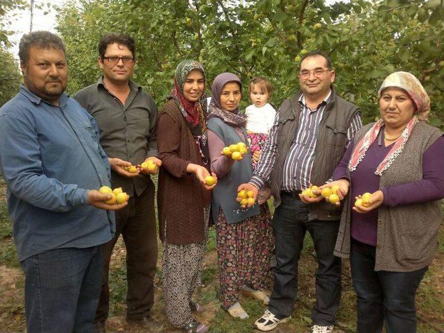 Erkenci Sera Kayısısının Hasadı Başladı Kilogramı 100 Lira