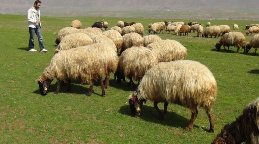 Aylık 3 Bin 500 Liraya &Ccedil;oban Bulamayan Besiciler &Ccedil;obanlık Yapmaya Başladı