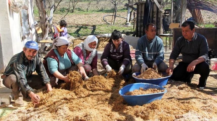 Kayın Mantarı &Ccedil;ift&ccedil;inin Yeni G&ouml;zdesi