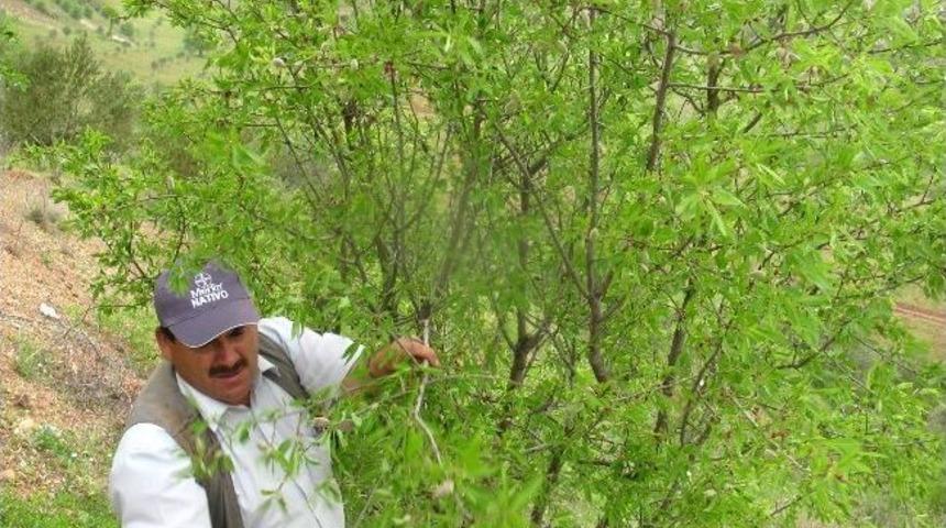 Araban Ovası&rsquo;nda Yılın İlk Organik Bademi &Ccedil;ıktı