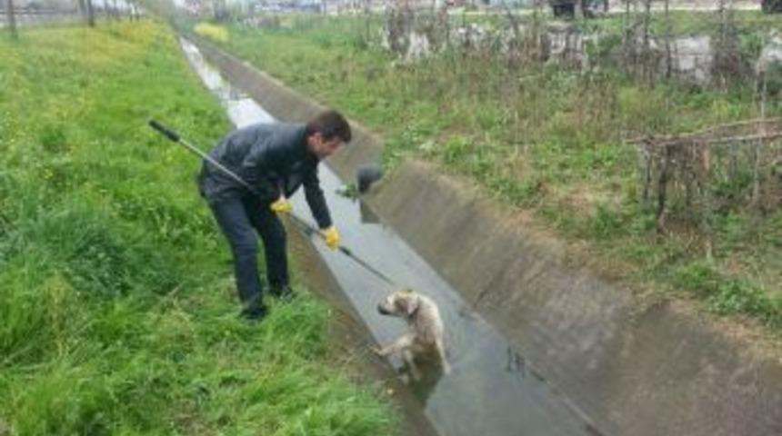Su Kanalına D&uuml;şen K&ouml;peği Zabıta Kurtardı