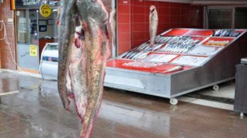 Amasya'da 70 Kilo Ağırlığında Yayın Balığı Yakalandı