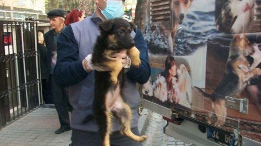 Apartman Dairesinde 23 K&ouml;pek