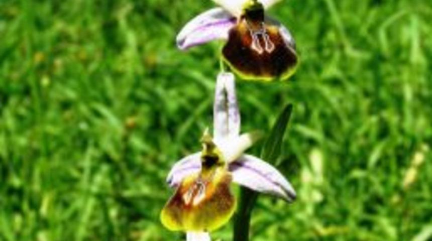 Likya Okidesi Koruma Altına Alındı