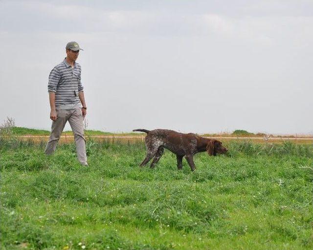 Avcılar, Köpekleriyle Menemen’de Yarıştı