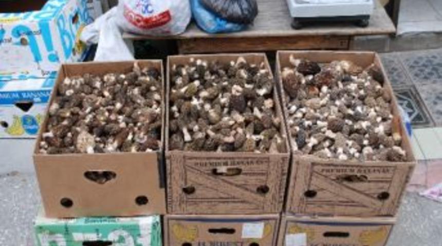 Tosya'da Kuzu G&ouml;beği Mantarı Alımları 30 Tl Den Başlıyor