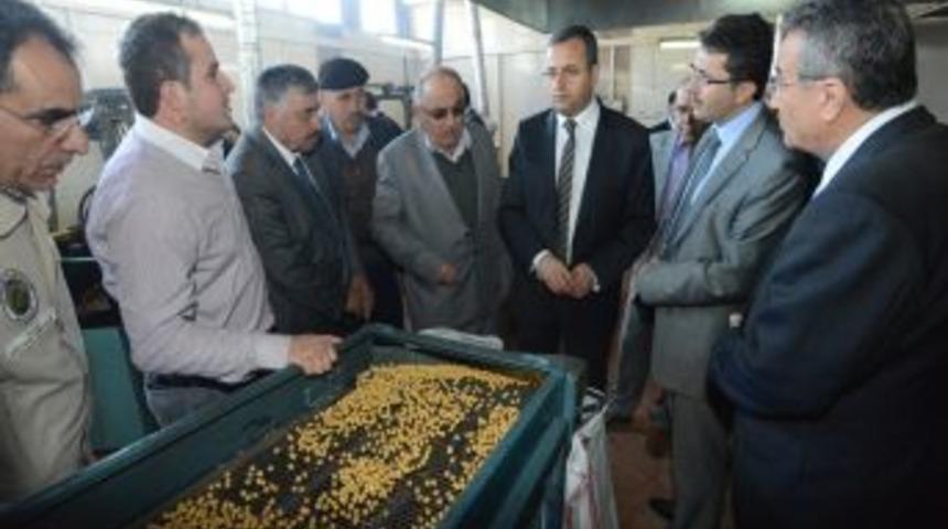 Denizli T&uuml;rkiye&rsquo;deki Leblebinin Y&uuml;zde 80&rsquo;ini &Uuml;retiyor