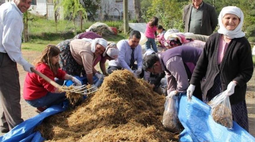 Kayın Mantarı &Uuml;reticinin G&ouml;zdesi Oldu