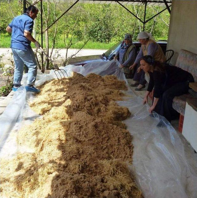 Kayın Mantarı Üreticinin Gözdesi Oldu