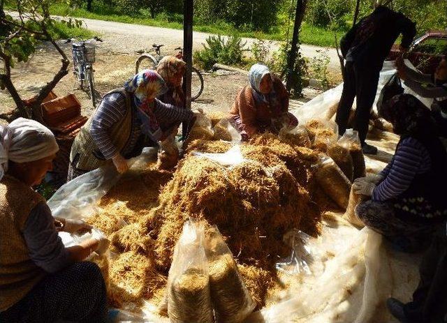 Kayın Mantarı Üreticinin Gözdesi Oldu