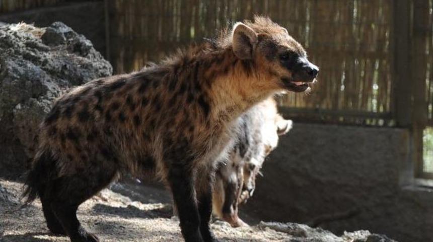 Hayvanat Bah&ccedil;esi&rsquo;nin Yeni &Uuml;yeleri Sırtlanlar