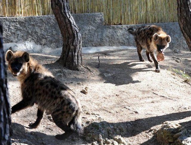 Hayvanat Bahçesi’nin Yeni Üyeleri Sırtlanlar