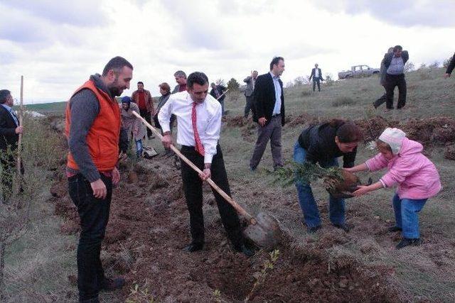 Ak Parti İl Teşkilatı Tarafından Hatıra Ormanı Oluşturuldu