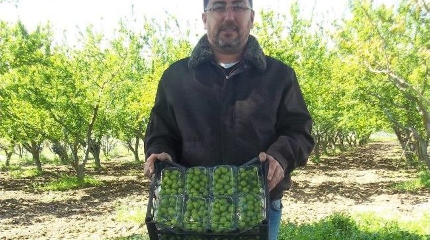 Yerli Erik Tezhaglardaki Yerini Aldı