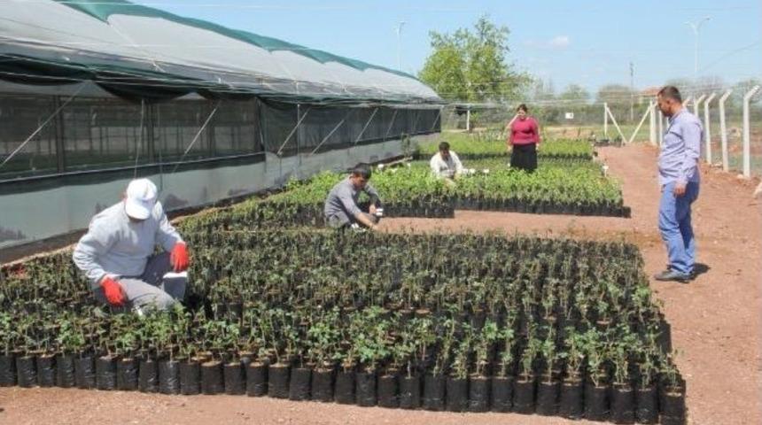 Döşemealtı’nda Yeni Serada Üretim Başladı