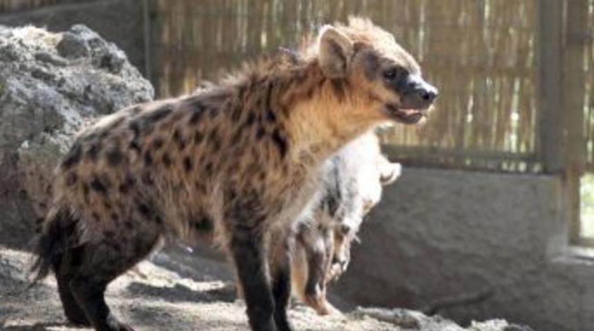 Antalya Hayvanat Bah&ccedil;esi&rsquo;ne Yeni &Uuml;yeler