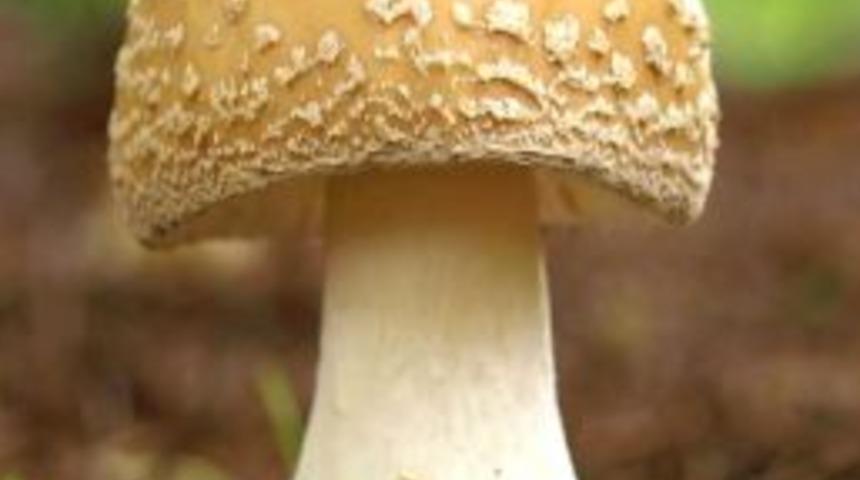 Uzmanlar Uyardı: Bahar Geldi, Mantar Zehirlemelerine Dikkat