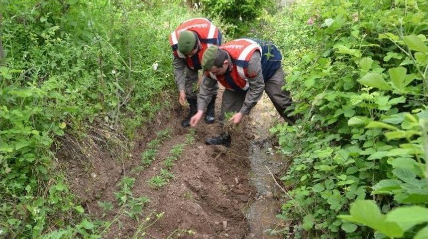 Ceyhan'da Kenevir Operasyonu