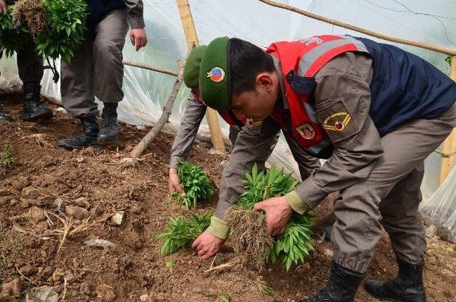 Ceyhan'da Kenevir Operasyonu