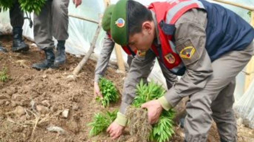 Nar Bah&ccedil;esinde Kenevir Yetiştirmiş