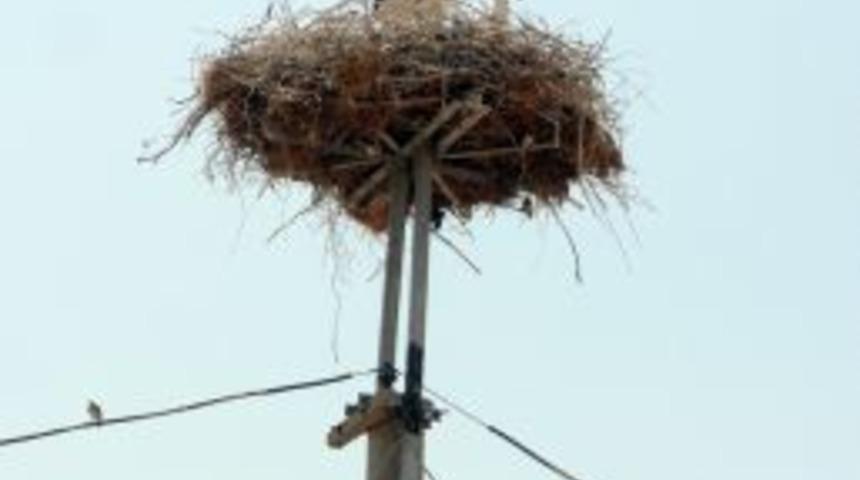 Leylekleri Koruma Seferberliği Başladı