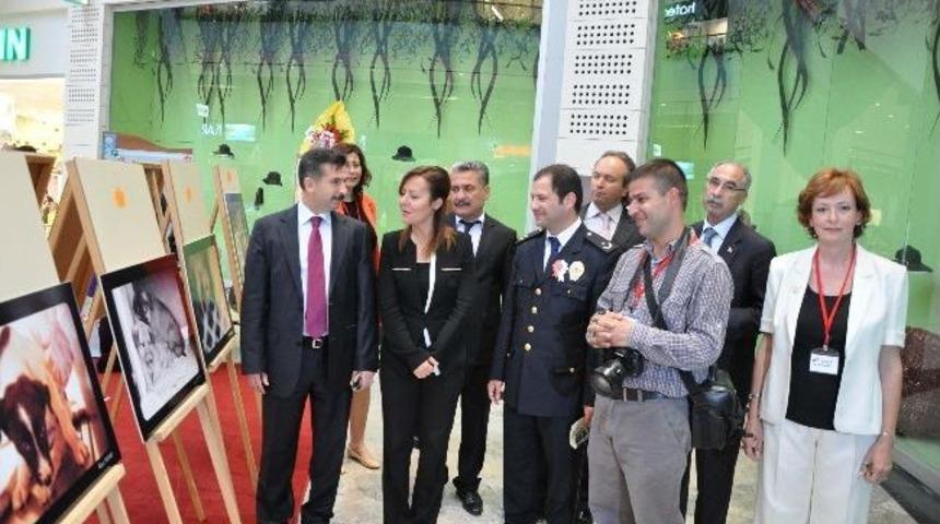 Barınak G&ouml;n&uuml;ll&uuml;lerden Fotoğraf Sergisi